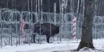 зубр